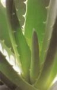 Aloe vera (aloe barbadensis)