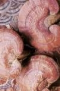 Lesklokorka (houba reishi)