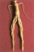 Čínský ženšen Tienchi - kořen (panax notoginseng)