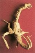 Americký ženšen - kořen (ginseng american)
