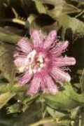 Mučenka (passion flower)