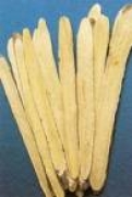 Kozinec (astragalus)